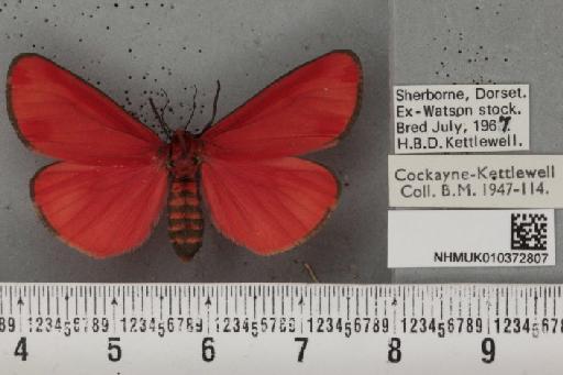 Tyria jacobaeae (Linnaeus, 1758) - NHMUK_010372807_513529