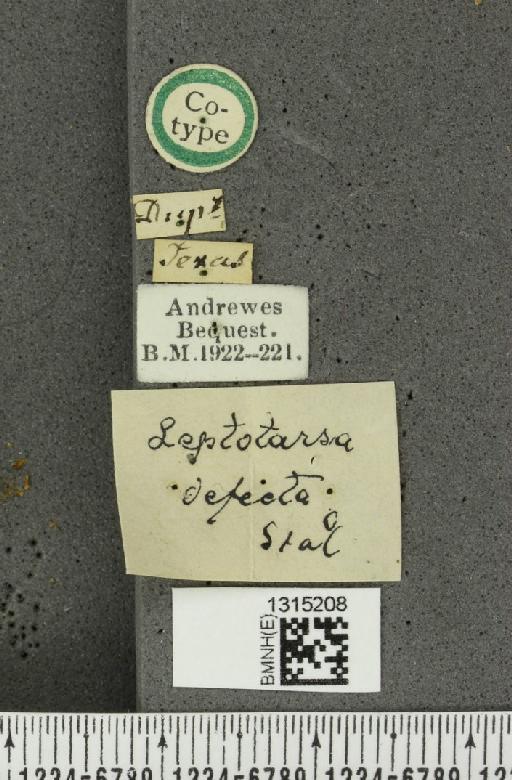 Leptinotarsa defecta (Stål, 1859) - BMNHE_1315208_label_15056