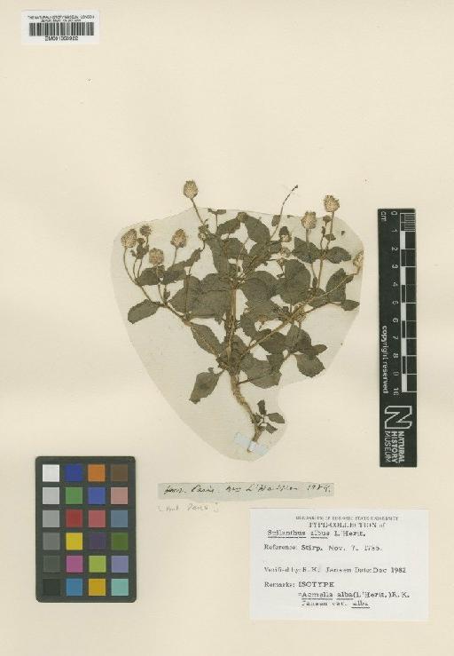 Acmella alba (L'Hér.) R.K.Jansen - BM001050922