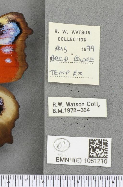 Aglais io (Linnaeus, 1758) - BMNHE_1061210_label_21675