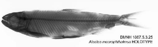 Alestes macrophthalmus Günther, 1867 - BMNH 1867.5.3.25 - Alestes macrophthalmus HOLOTYPE Radiograph