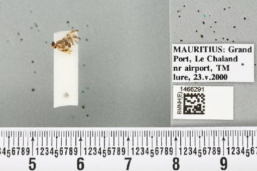 Ceratitis (Pterandrus) quilicii De Meyer et al., 2016 - BMNHE_1466291_26880