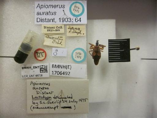 Apiomerus auratus Distant, 1903 - Apiomerus auratus-BMNH(E)1706492-Syntype male labels