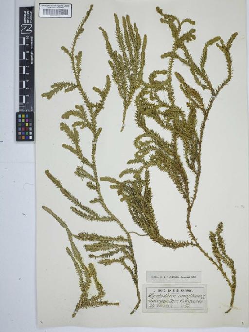 Lycopodium annotinum L. - BM001184434