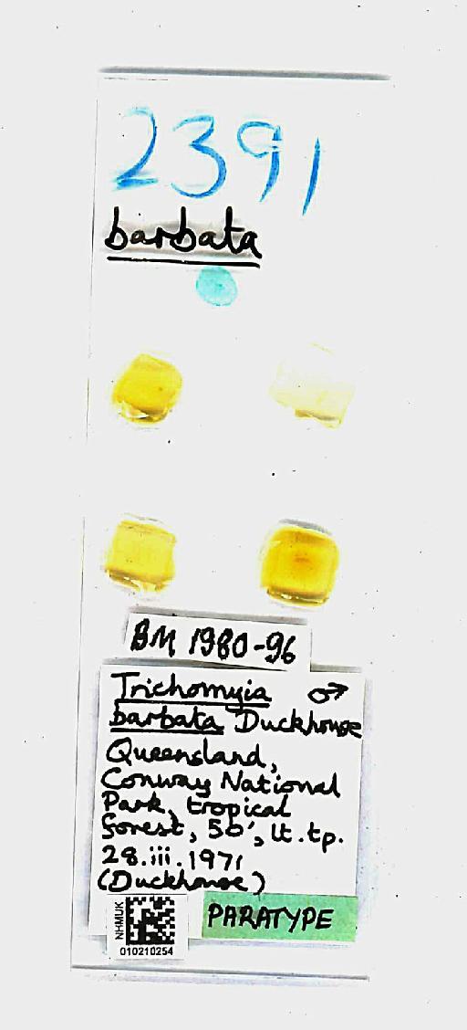 Trichomyia barbata Duckhouse, 1978 - Trichomyia_barbata-010210254-slide