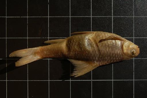 Varicorhinus latirostris Boulenger, 1910 - 1911.6.1.6-10 Varicorhinus latirostris big c