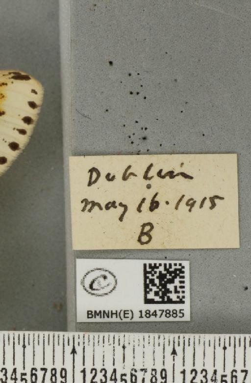 Abraxas grossulariata ab. paucisignata Lempke, 1951 - BMNHE_1847885_label_418189