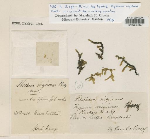 Squamidium nigricans (Hook.) Broth. - BM000721897