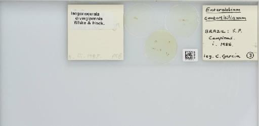 Isogonoceraia divergipennis White & Hodkinson, 1980 - 013482972_117198_1146273_157792_NonType_result