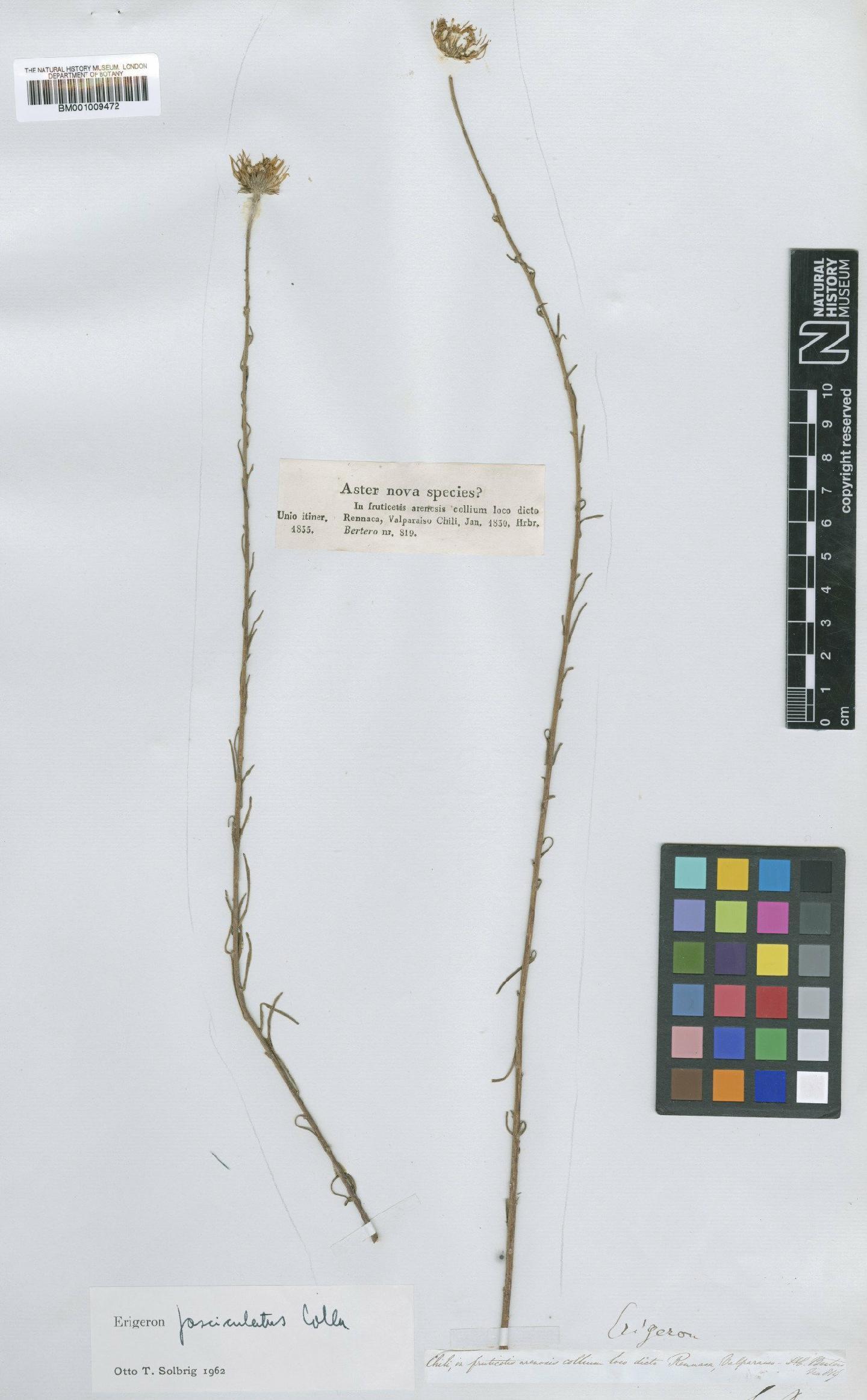 To NHMUK collection (Erigeron fasciculatus Colla; Type; NHMUK:ecatalogue:610981)