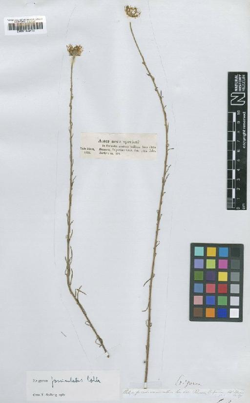 Erigeron fasciculatus Colla - BM001009472