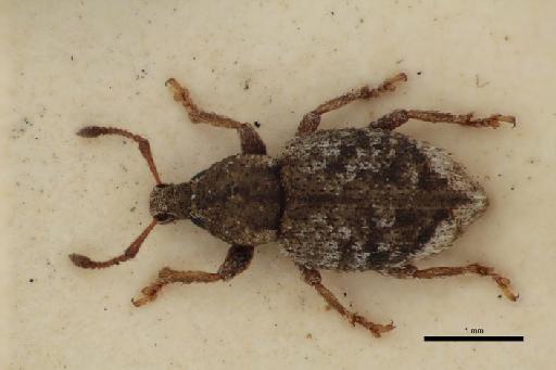 Catoptes pallidipes (Broun, 1917) - Catoptes_pallidipes_Broun_1917-BMNH1237307-holotype_habitus_dorsal-2p5x