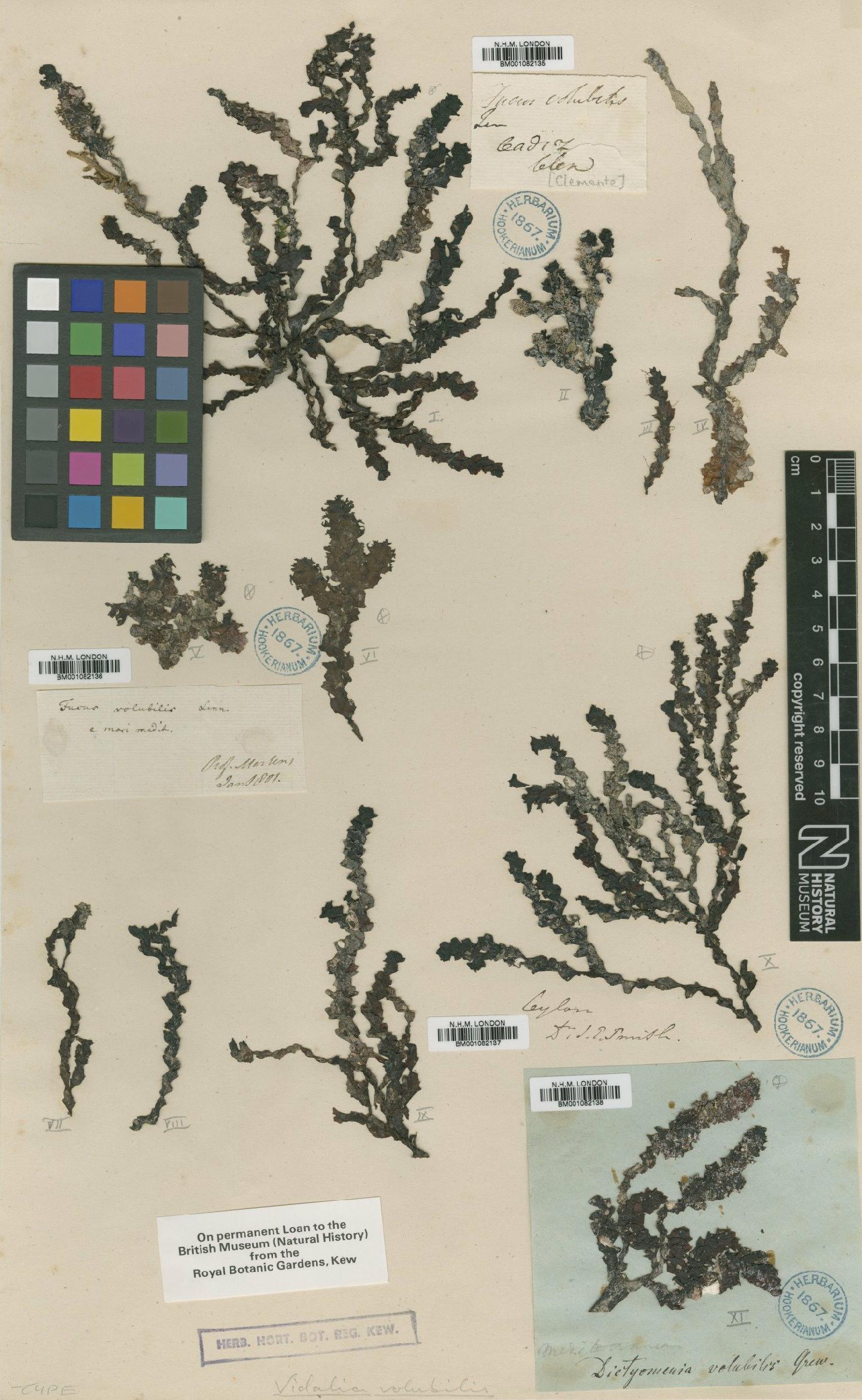 To NHMUK collection (Osmundaria volubilis (L.) Norris; TYPE; NHMUK:ecatalogue:2297492)