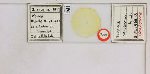 Tridiscus stenosomus De Lotto, 1964 - 010715256__