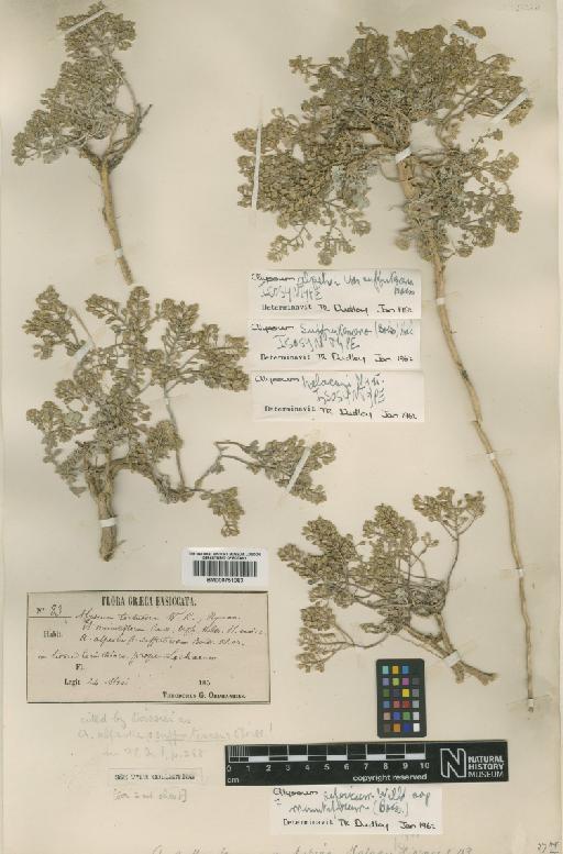 Alyssum sibiricum Willd. - BM000751063