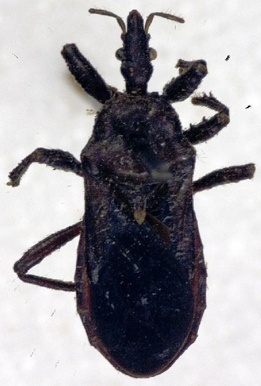 Physoderes modesta Miller, N.C.E., 1940 - Physoderes modesta-BMNH(E)1706293-Holotype male dorsal UCR_ENT 00018533