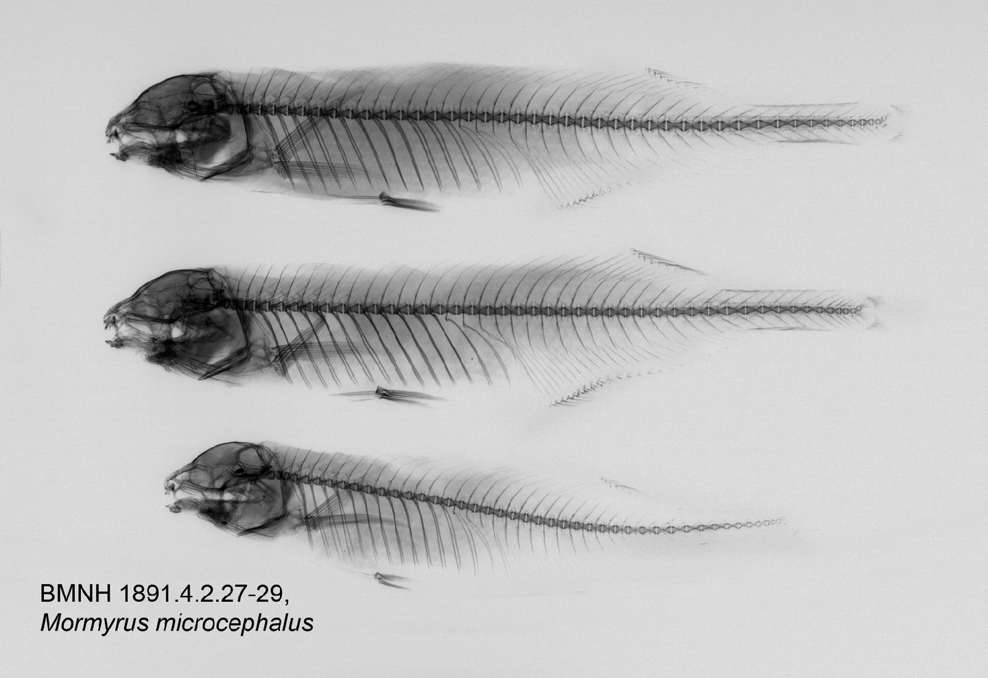 To NHMUK collection (Mormyrus microcephalus Günther, 1867; NHMUK:ecatalogue:3117469)