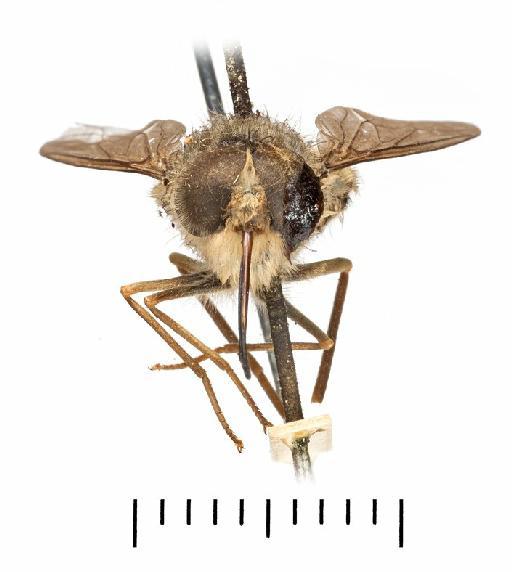 Trichophthalma (Eurygastromyia) murina Lichtwardt, 1910 - BMNH(E) 241425 Trichophthalma murina frontal