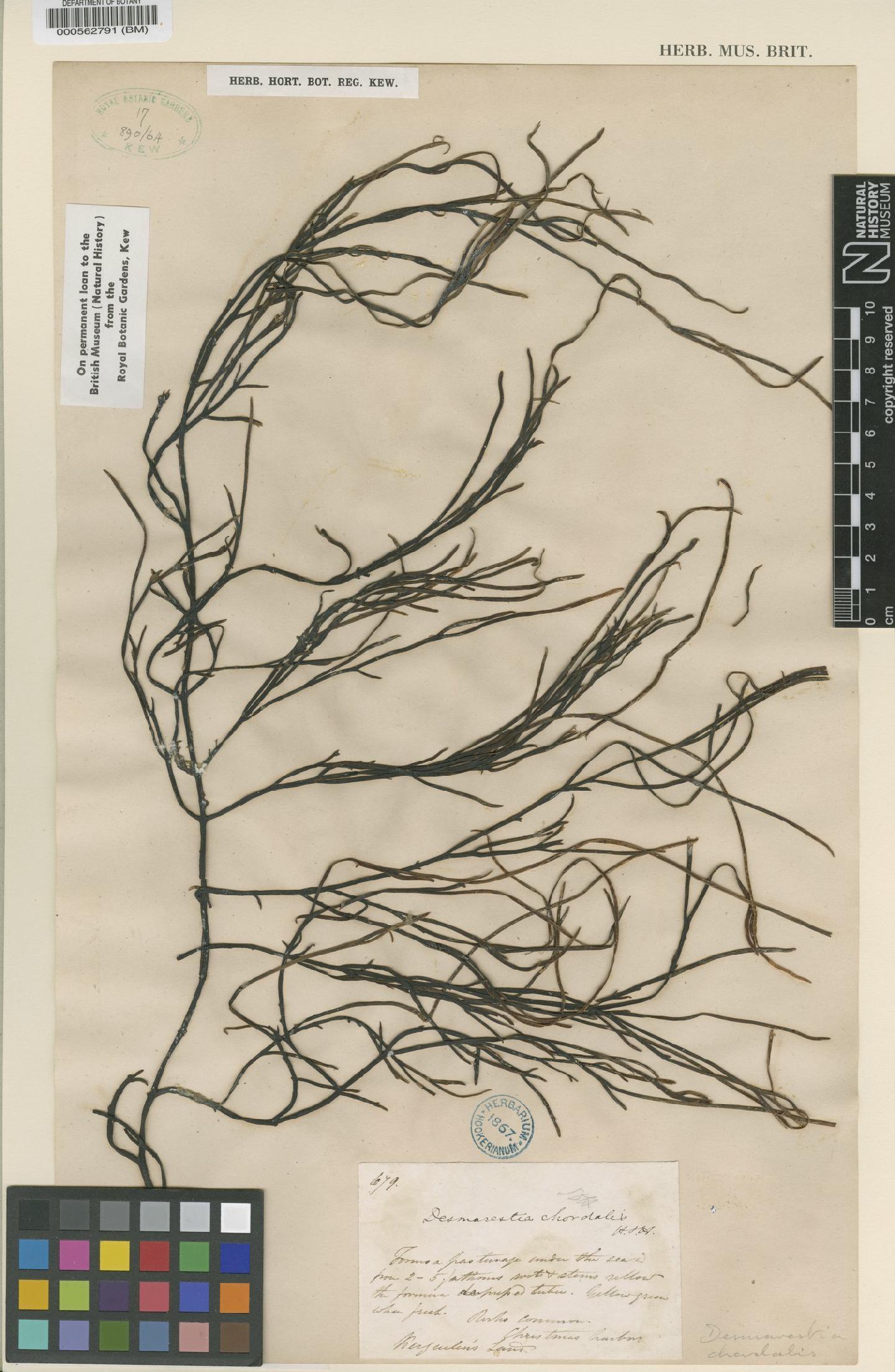 To NHMUK collection (Desmarestia chordalis Hook.f. & Harv.; Syntype; NHMUK:ecatalogue:4722273)