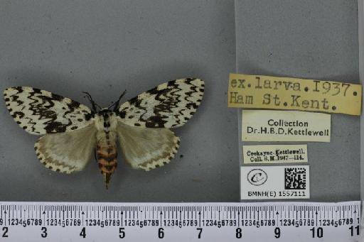 Lymantria monacha ab. mediofasciata Lempke, 1947 - BMNHE_1557111_251860