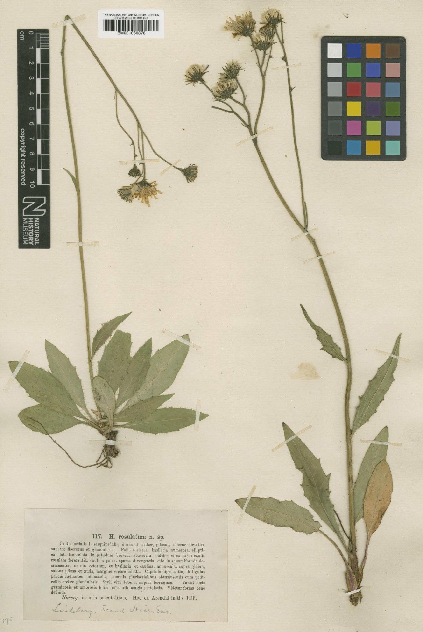 To NHMUK collection (Hieracium rosulatum Lindeb.; TYPE; NHMUK:ecatalogue:2400142)