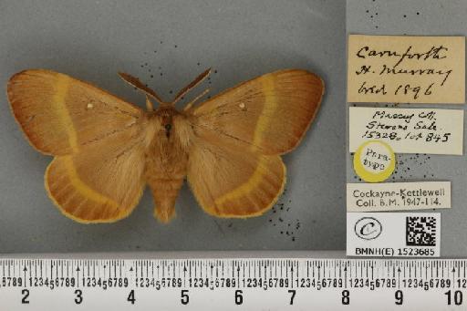 Lasiocampa quercus quercus ab. feminicolorata Cockayne, 1945 - BMNHE_1523685_193558