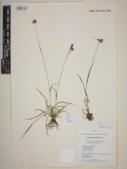 Luzula campestris (L.) DC. - BM013737057