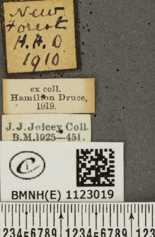 Pyrgus malvae (Linnaeus, 1758) - BMNHE_1123019_label_77586