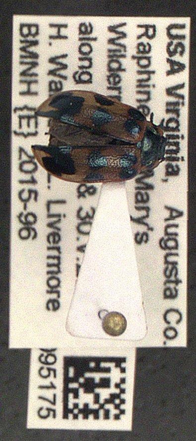 Chrysomela (Macrolina) Motschulsky, 1860 - Coleoptera 010095175