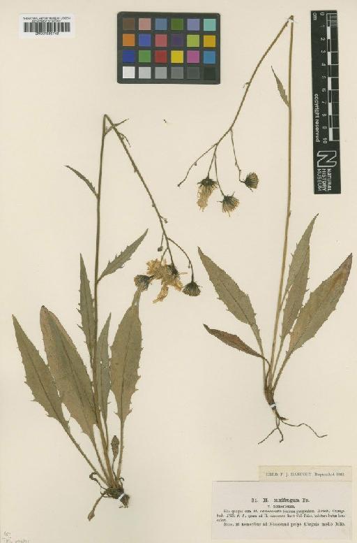 Hieracium saxifragum subsp. lythrodes Dahlst. - BM001050742