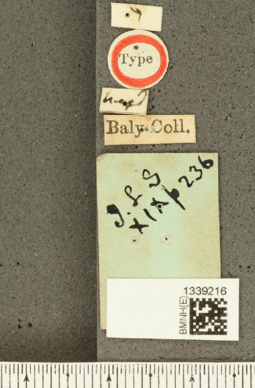 Acalymma incertum (Baly, 1886) - BMNHE_1339216_a_label_21829