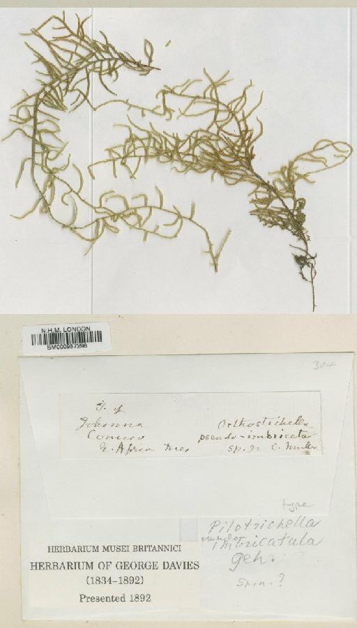 Pilotrichella pseudoimbricata (Müll.Hal.) A.Jaeger - BM000987298