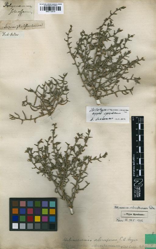 Halimocnemis sclerosperma (Pall.) C.A.Mey. - BM001125435