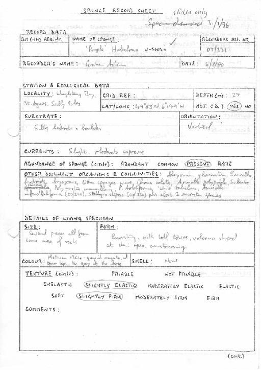 Haliclona viscosa - Porifera documentation