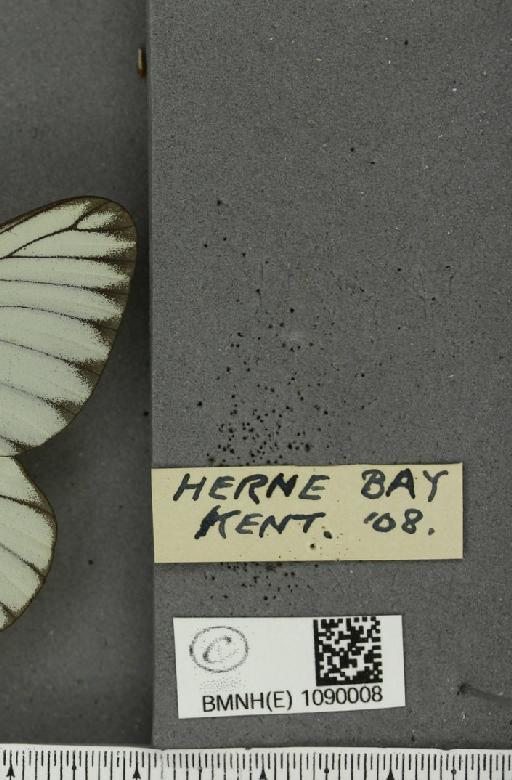 Aporia crataegi (Linnaeus, 1758) - BMNHE_1090008_label_69803