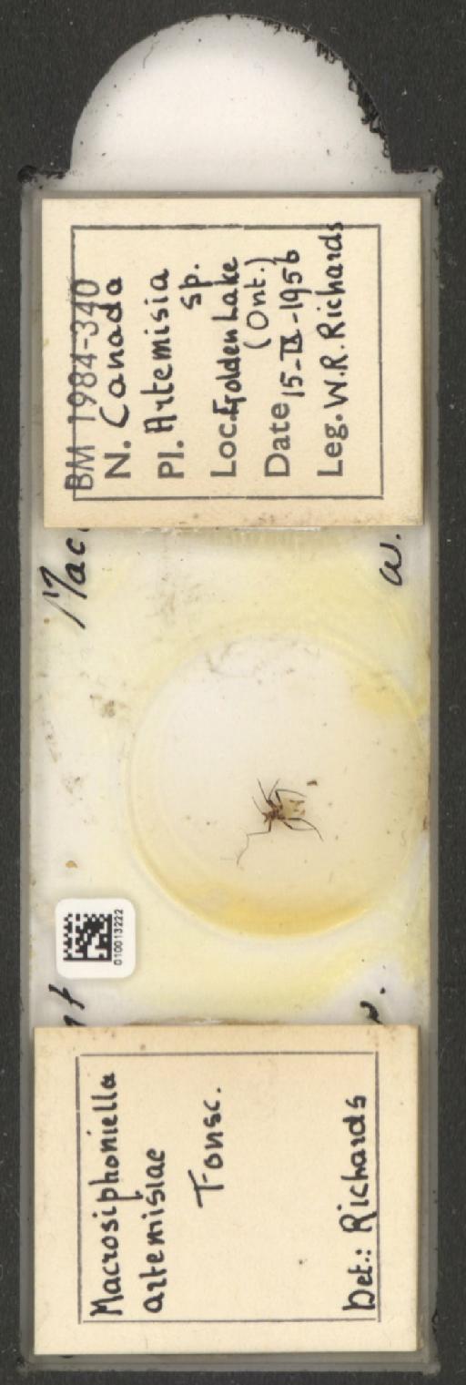 Macrosiphoniella artemisiae Fonscolombe, 1841 - 010013222_112659_1094715