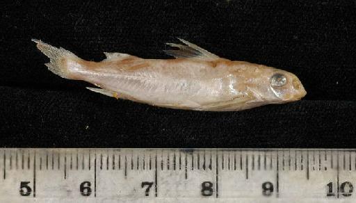 Gagata gagata Hamilton, 1822 - 1858.8.15.113-117e; Pimelodus gagata; lateral view; ACSI Project image