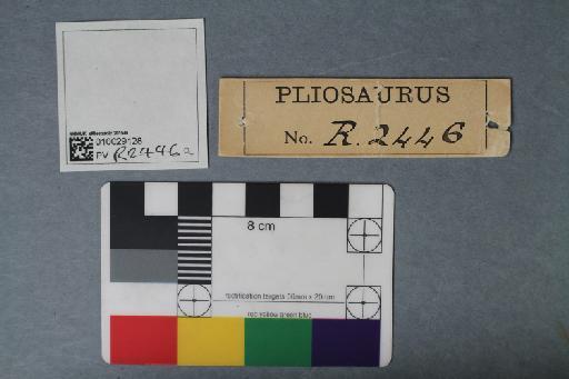 Pliosaurus Owen, 1841 - 010029128_L010222085
