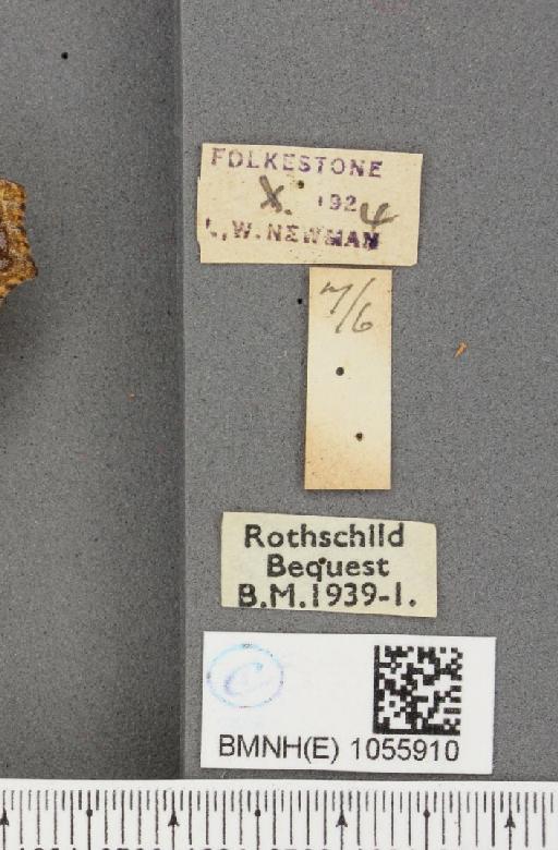 Aglais urticae ab. polychloroides Raynor, 1909 - BMNHE_1055910_label_45204