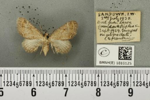 Eupithecia simpliciata (Haworth, 1809) - BMNHE_1810125_386089