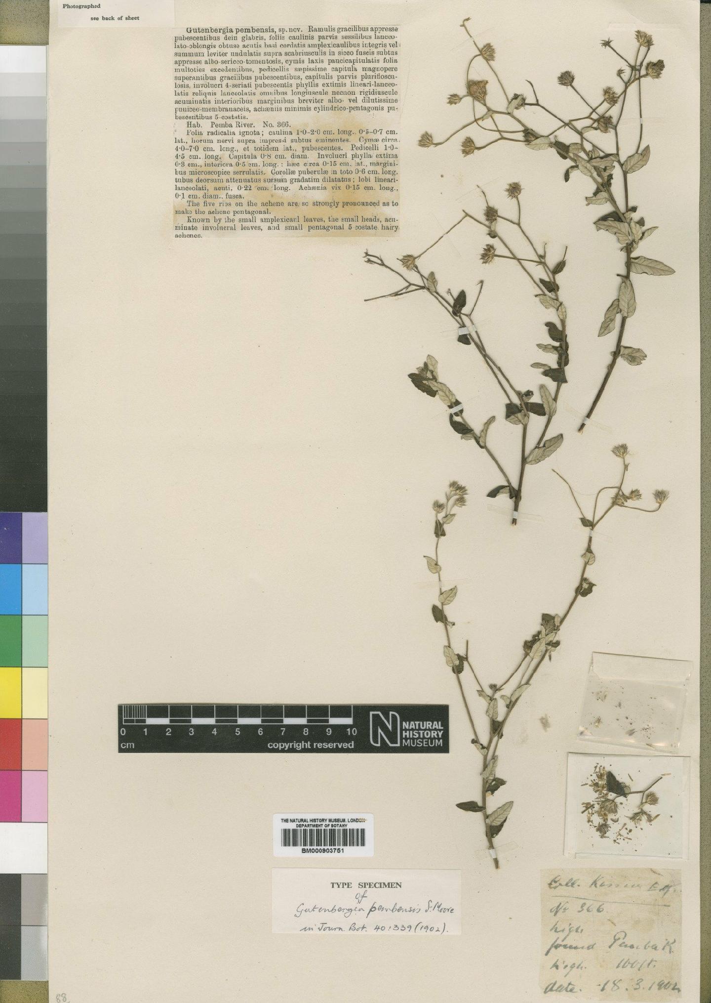 To NHMUK collection (Gutenbergia pembensis Moore; Type; NHMUK:ecatalogue:4528756)