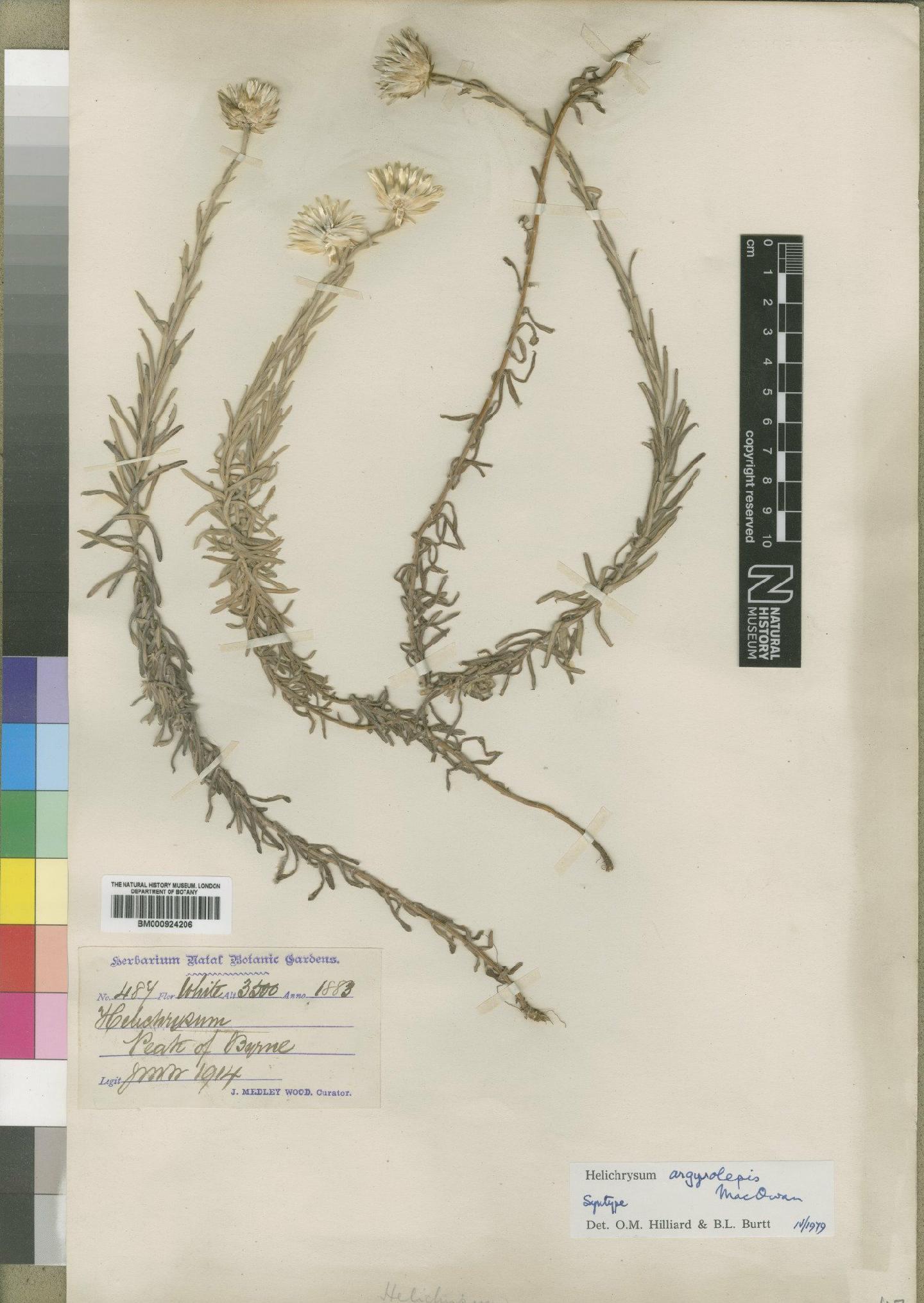 To NHMUK collection (Helichrysum argyrolepis MacOwan; Syntype; NHMUK:ecatalogue:4529234)