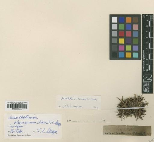 Acantholimon olympicum (Boiss.) F.K.Mey. - BM000996843