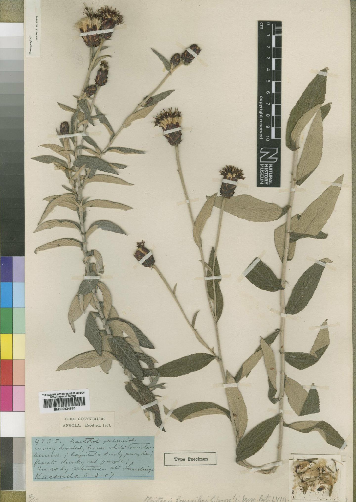 To NHMUK collection (Pleiotaxis gossweileri Moore; Type; NHMUK:ecatalogue:4553721)