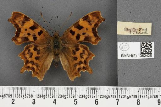 Polygonia c-album ab. obscura Closs, 1916 - BMNHE_1062426_23245