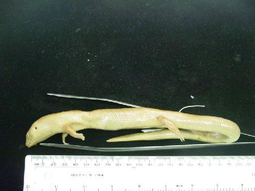 Eugongylus rufescens (Shaw, 1802) - Eugongylus rufescens type M.macrura 1946.8.13.73 012.JPG