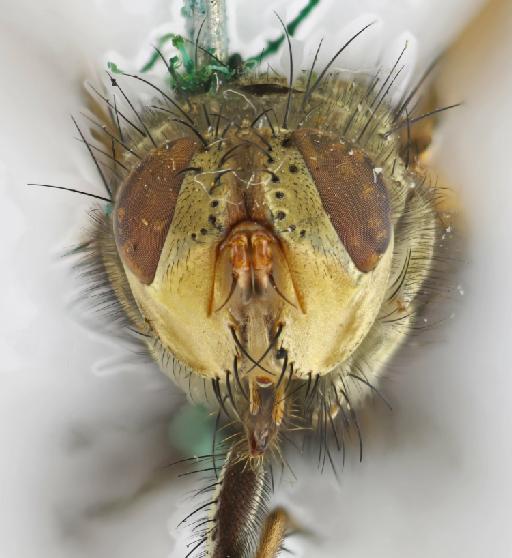 Microphthalma differens (van der Wulp, 1890) - Microphthalma differens STF frontal