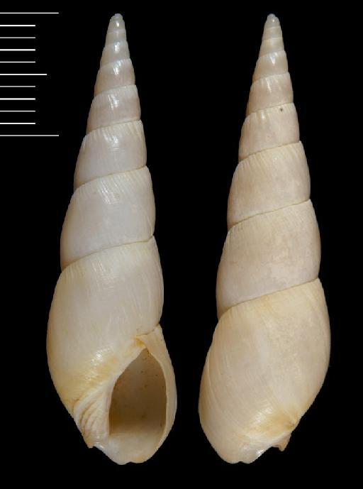 Terebra buccinulum Deshayes, 1857 - 20130671b