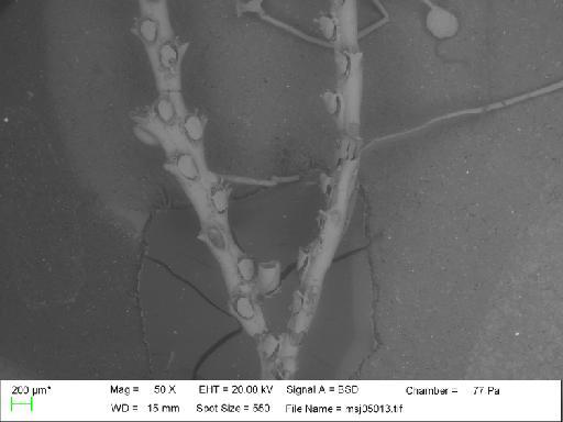 Tricellaria gracilis (Van Beneden, 1848) - Tricellaria_gracilis_msj05013