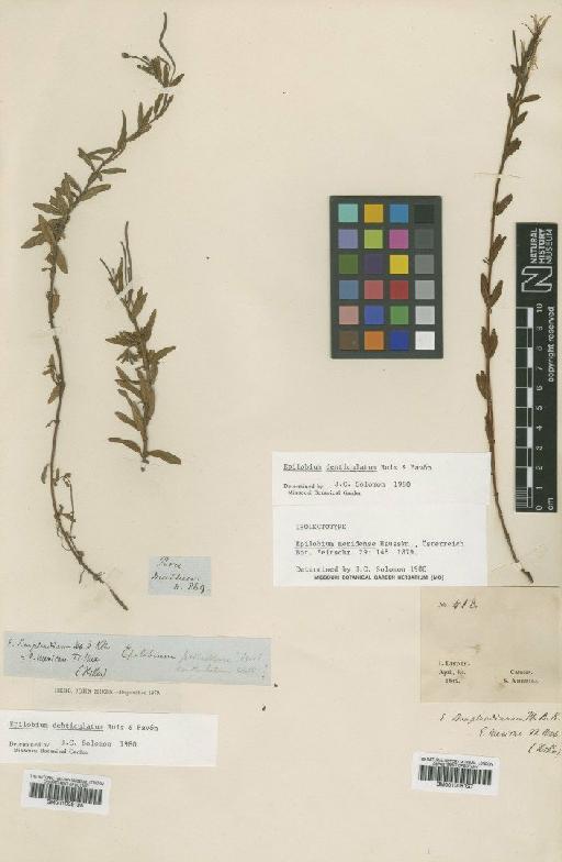 Epilobium denticulatum Ruiz & Pav. - BM001008128